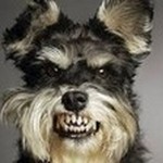 Perro 03 | Tonos para celular